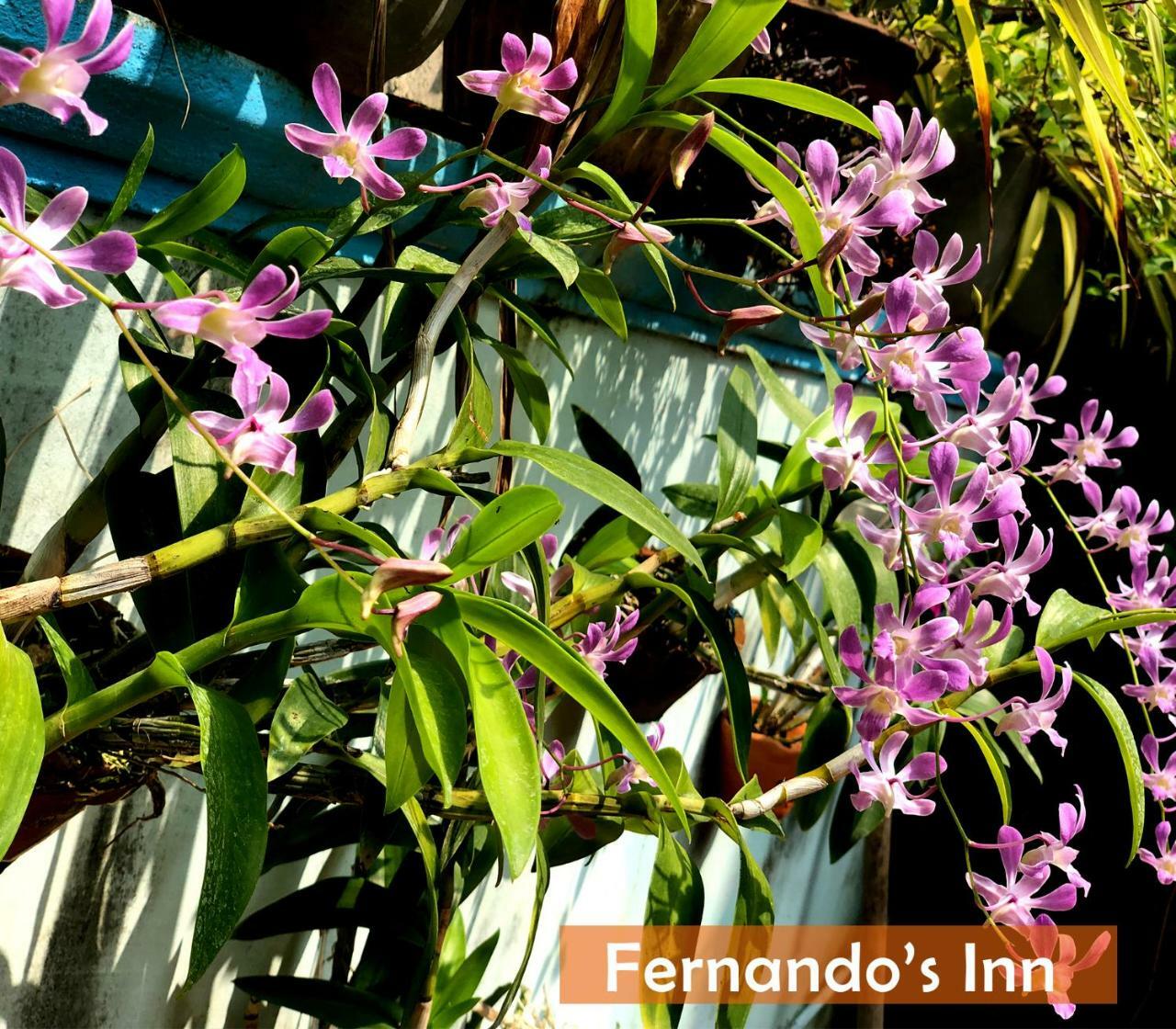 Fernando'S Inn Negombo Exteriér fotografie